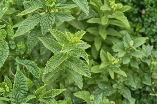 Lime Mint Live Plant | Mentha × gentilis | Fragrant Mint Herb | 3 Inch Pot | Lime-Scented Mint | Perennial Container Herb