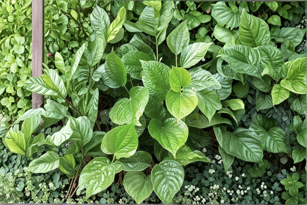3 Lolot Texas Live Plants | Lá Lốt Vietnamese Pepper Leaf | Vietnamese Herb Plant | Live Culinary Herb | 3 Plant Se