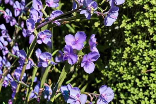 Prairie Spiderwort Seeds Tradescantia bracteata Purple Native Wildflower Seeds Perennial Garden Flower Planting 25 Seeds