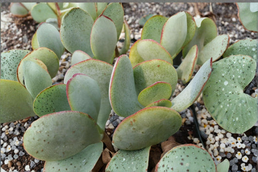 Silver Dollar Jade 3 Cuttings – 3–4 Inches, No Roots – Crassula arborescens