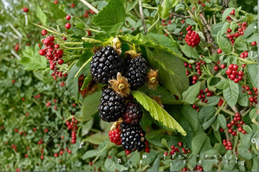 Ouachita Thornless Blackberry 2 Live Plants – 5–8 Inches Tall – Rubus