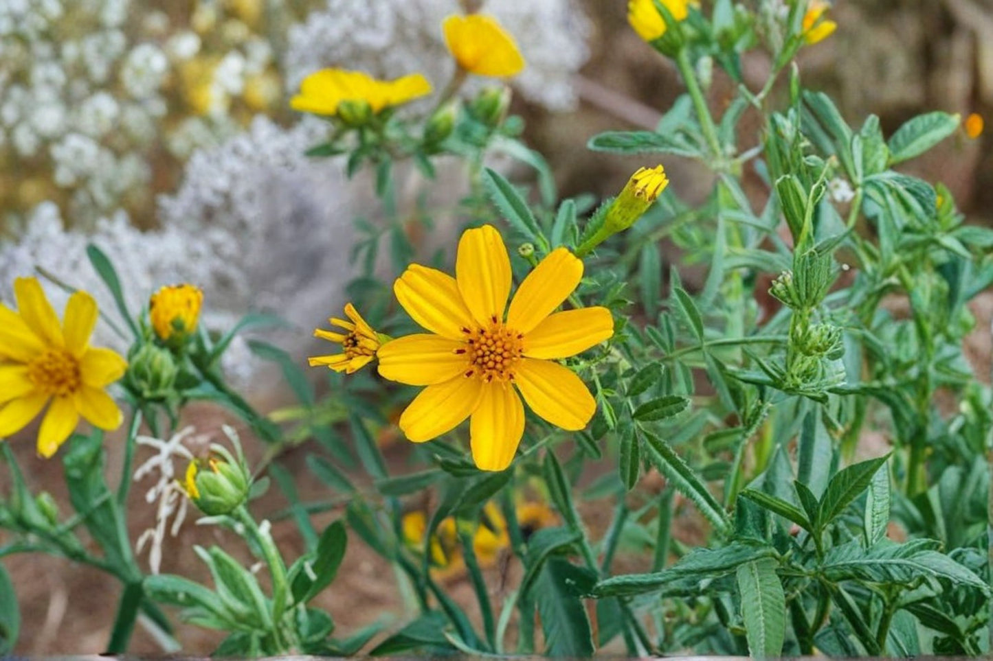 Copper Canyon Daisy Live Plant (1 Gallon) – Tagetes lemmonii