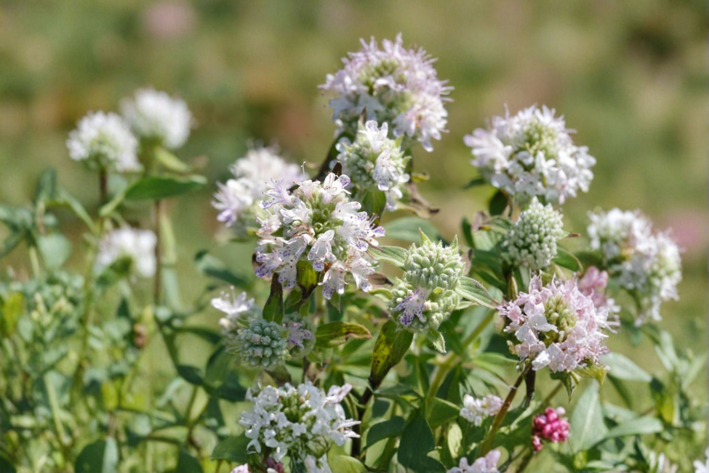 Hairy Mountain Mint Live Plant – 8–12 Inch Tall – Pycnanthemum verticillatum var. pilosum