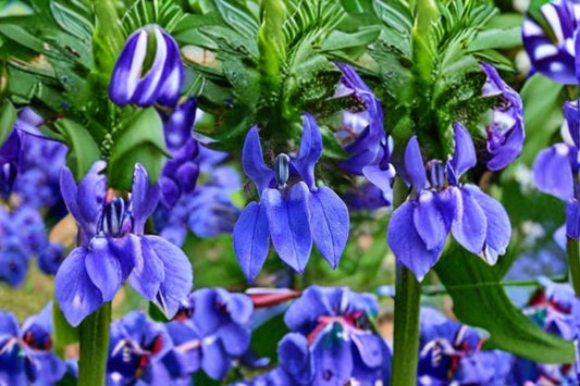 Great Blue Lobelia Seeds Lobelia siphilitica Blue Wildflower Seeds Native Perennial Garden Planting Seeds
