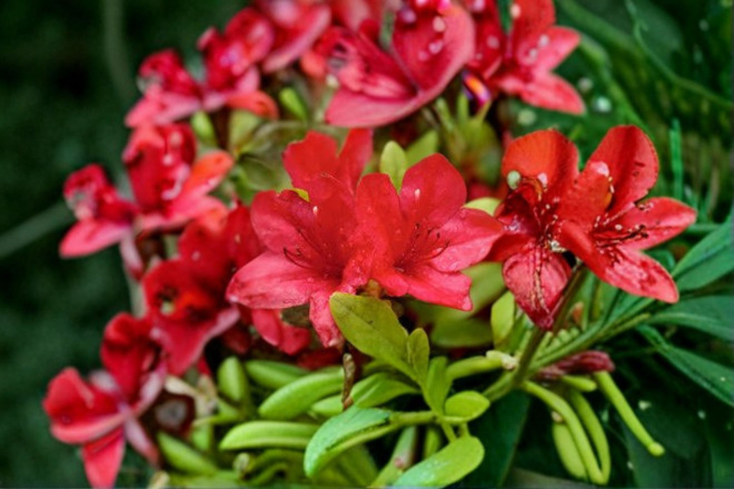 Red Ruffle Azalea Live Plant – Full Gallon Pot – Rutherford Hybrid – Rhododendron 'Red Ruffle'