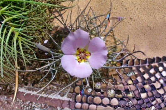 Winding Mariposa Lily Seeds Calochortus flexuosus Pink Wildflower Seeds Perennial Garden Flower Planting 10 Seeds