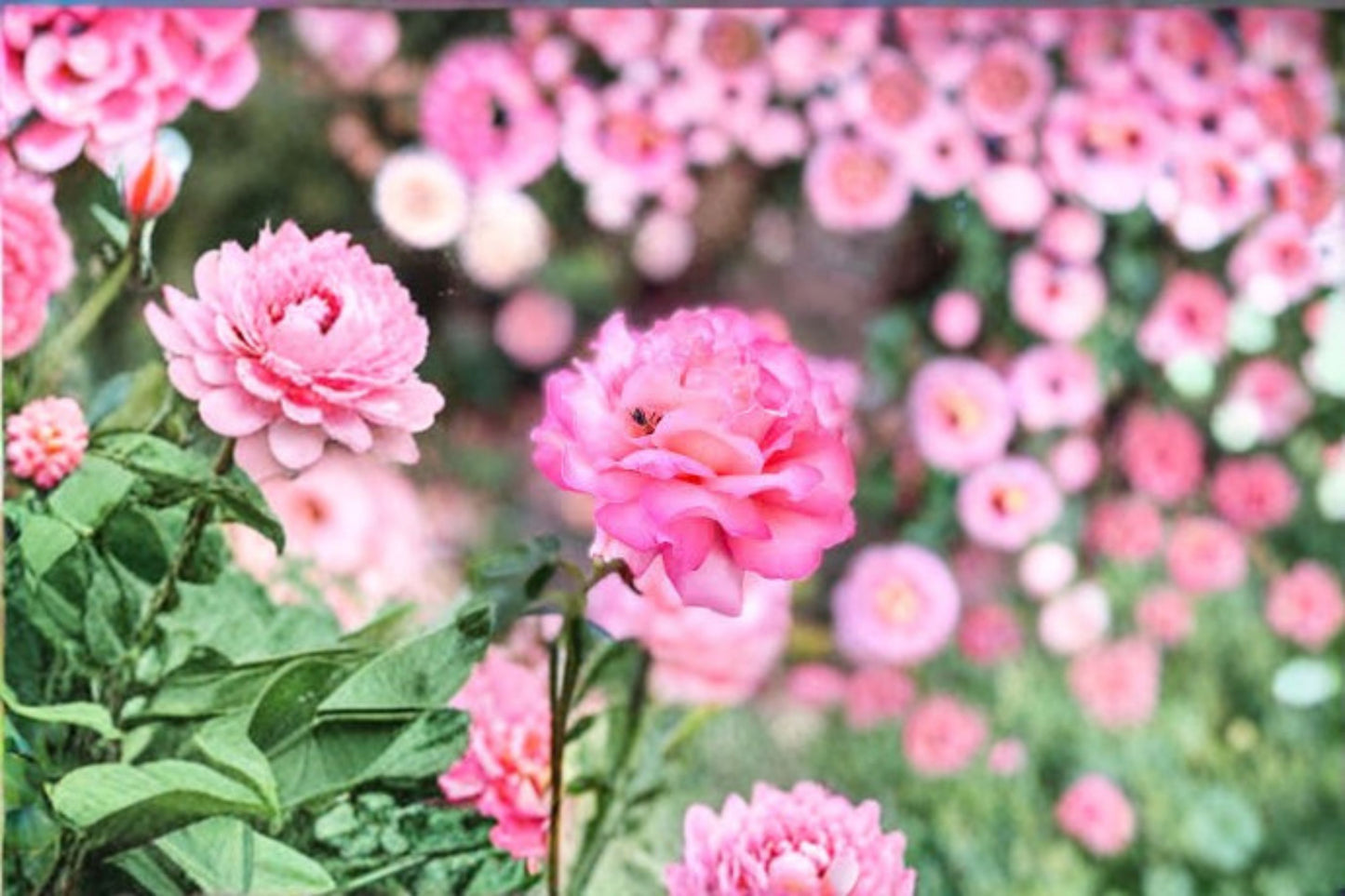 Showcase Heirloom Pink Rose Bush Live Plant – Bare Root – 1 Ft – Rosa Hybrid