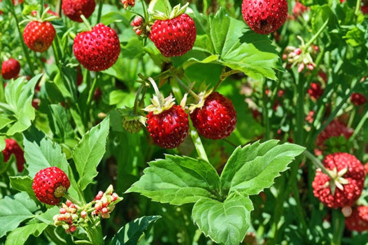 Wild Strawberry Live Plant – 3" Pot – Edible Berry Ground Cover