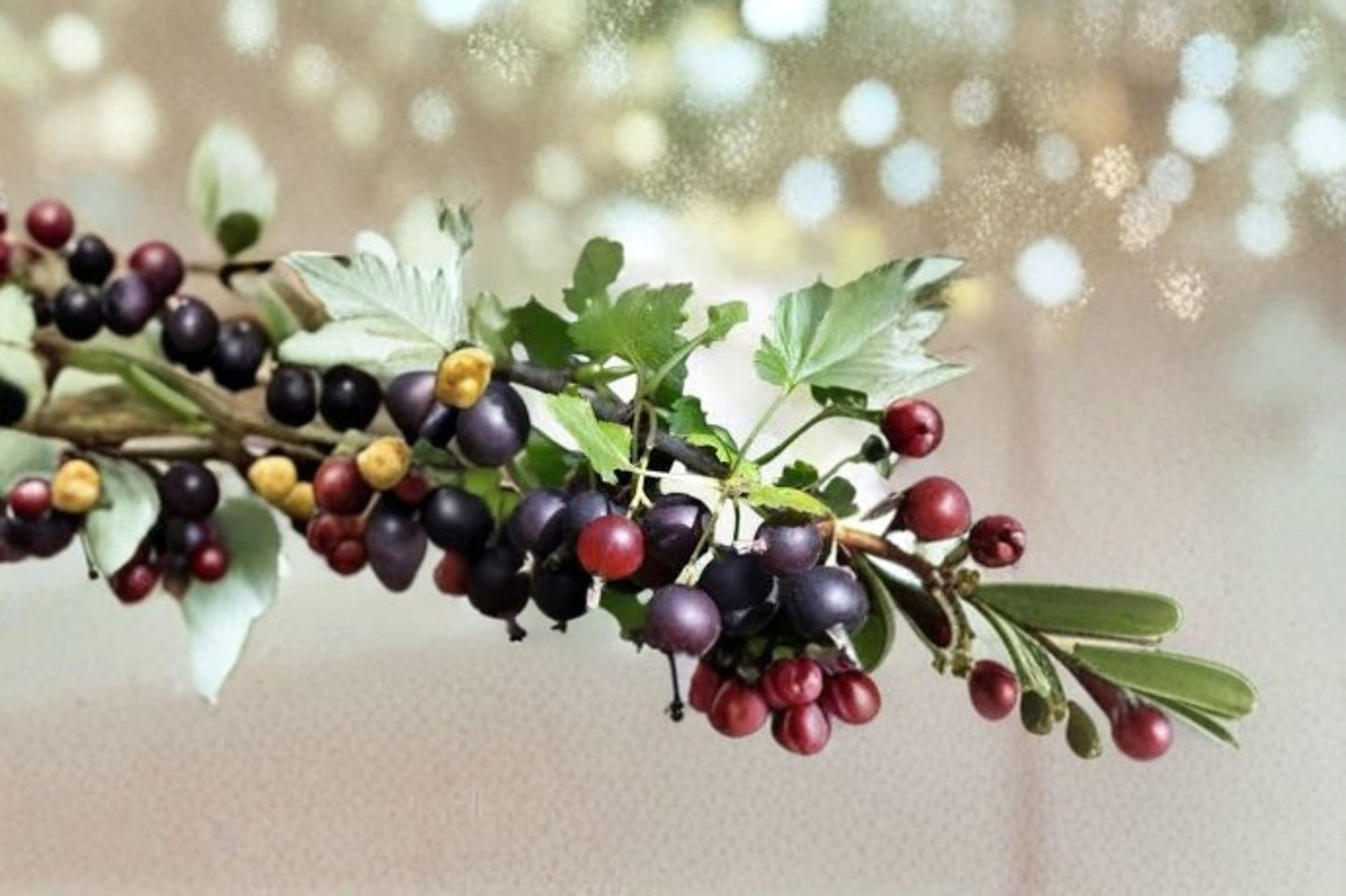 Jostaberry Gooseberry Currant Hybrid Live Plant – Ribes nidigrolaria – Zones 3–8