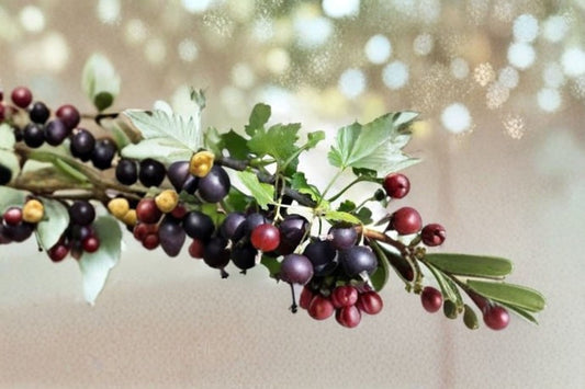 Jostaberry Gooseberry Currant Hybrid Live Plant – Ribes nidigrolaria – Zones 3–8