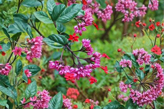 Bleeding Heart Red Clerodendrum 3 Live Plants – 5–9" Tall – Clerodendrum thomsoniae