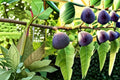 Black Jack Fig 10 Scions – Ficus carica