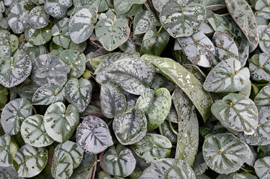 Satin Pothos Silver Live Plant – 4" Pot – Scindapsus pictus