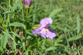 Monkey Flower Seeds Mimulus ringens Purple Native Wildflower Seeds Perennial Wetland Garden Planting 1000 Seeds