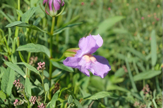 Monkey Flower Seeds Mimulus ringens Purple Native Wildflower Seeds Perennial Wetland Garden Planting 1000 Seeds