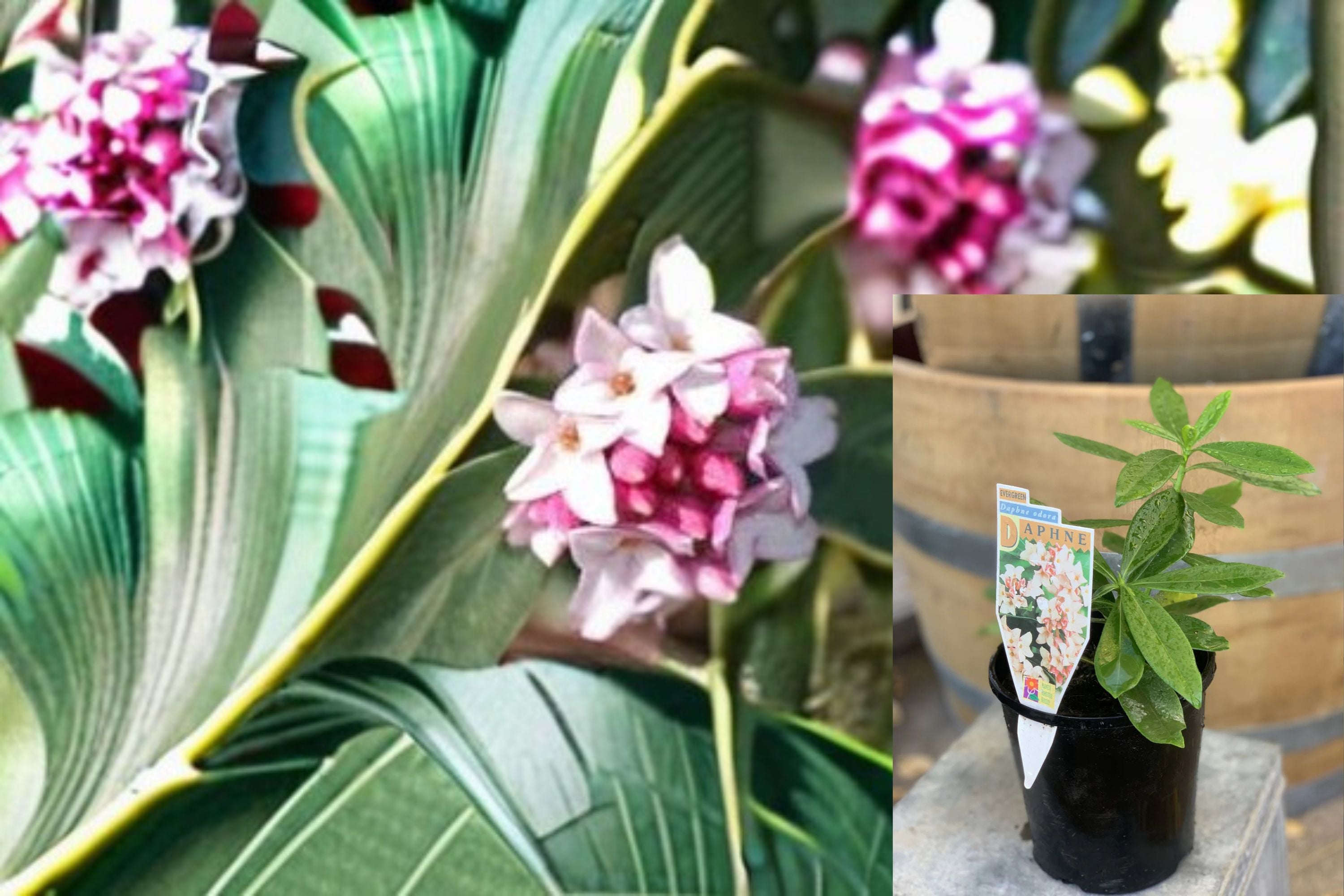 Variegated Winter Daphne 1 Cutting – Daphne odora