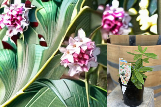 Variegated Winter Daphne 1 Cutting – Daphne odora