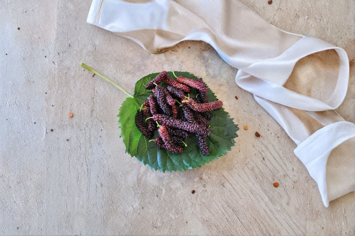 10 Pakistani Mulberry Cuttings | Fresh Unrooted Mulberry Cuttings | Mulberry Tree Propagation | Fruit Tree Cuttings | Plant Propagation
