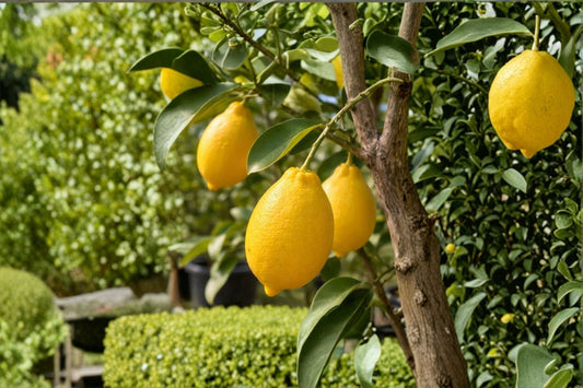 Eureka Lemon Live Starter Seedling – 4–6" Tall – Fruit Tree – Citrus × limon