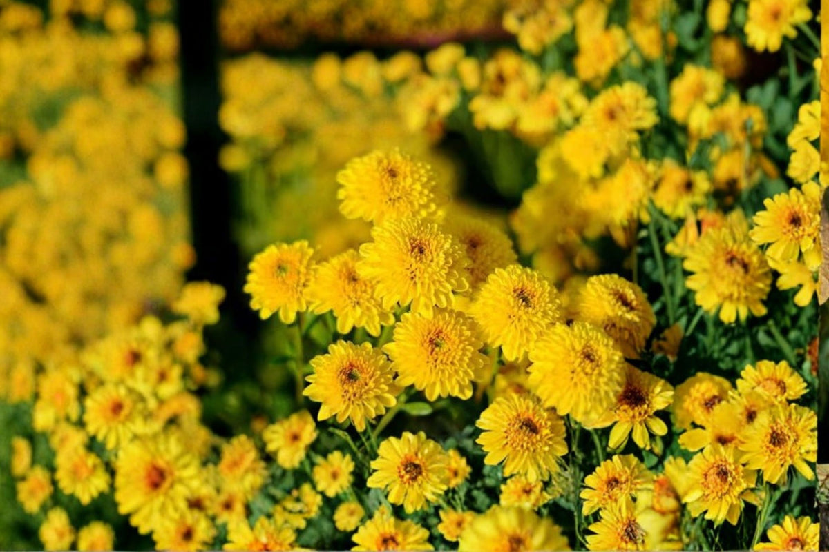 Yellow Chrysanthemum Live Plant | Yellow Mum Perennial | Well Rooted Flowering Plant | Garden Mum Starter Plant | Outdoor Flower