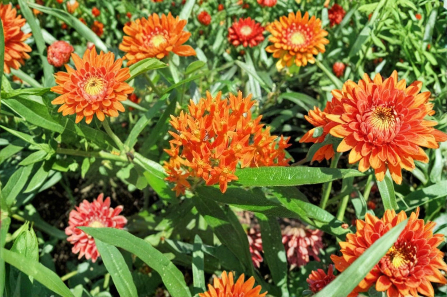 2 Orange Milkweed Live Starter Plants – 3–8" Tall – Asclepias tuberosa