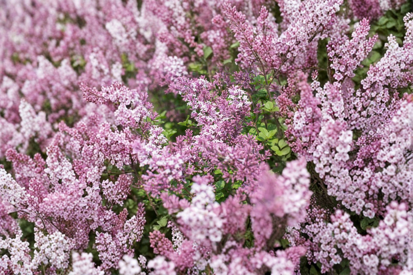 Dwarf Korean Lilac Live Plant in 3.5 Inch Pot – Syringa meyeri 'Palibin'