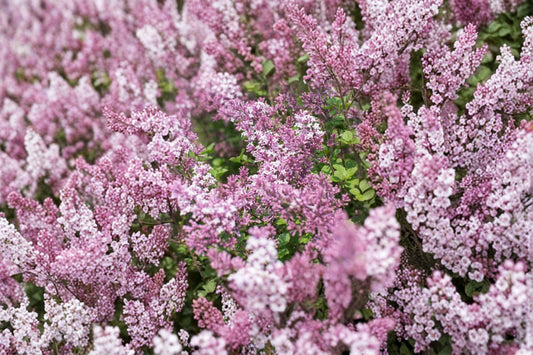 Dwarf Korean Lilac Live Plant in 3.5 Inch Pot – Syringa meyeri 'Palibin'