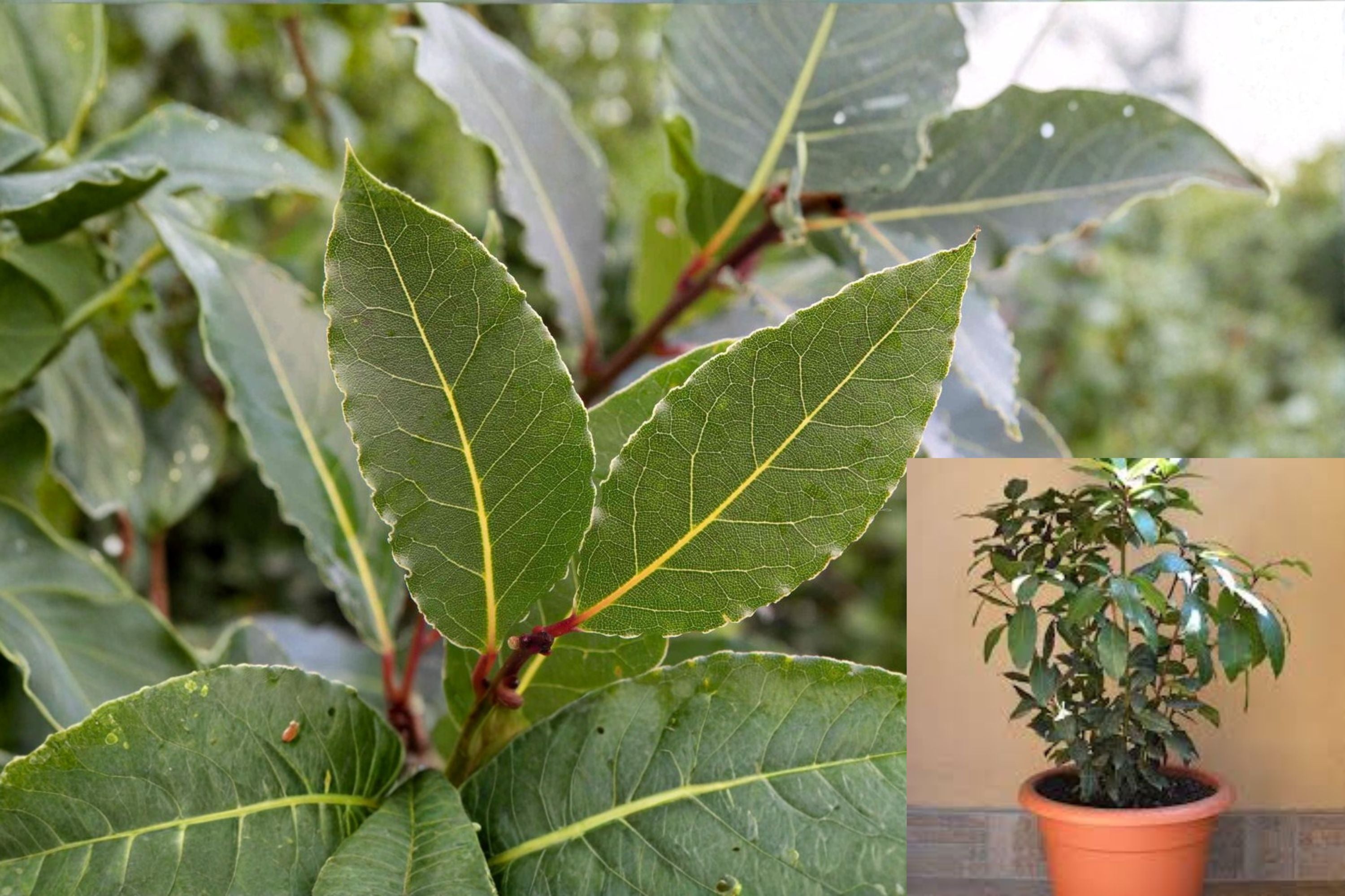 Bay Laurel 1, 2, or 3 Plants – Laurus nobilis