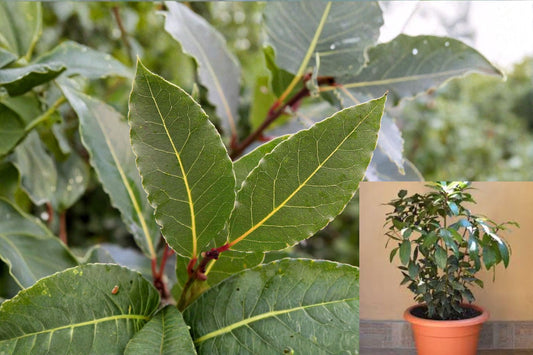 Bay Laurel 1, 2, or 3 Plants – Laurus nobilis