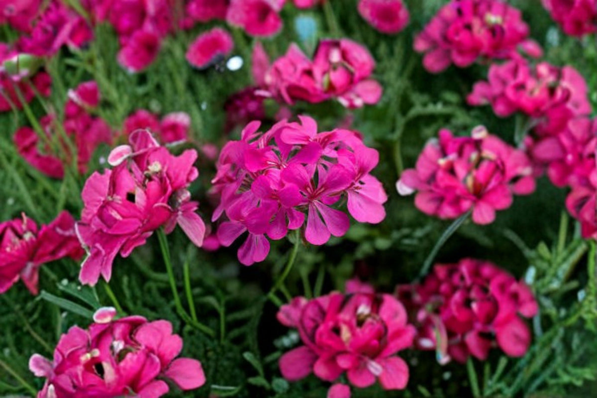 3 Pelargonium 'Cascade Pink' Live Cuttings | Pink Geranium | 6 Inch Unrooted Cuttings | Trailing Flowering Plant | Geranium Propagation