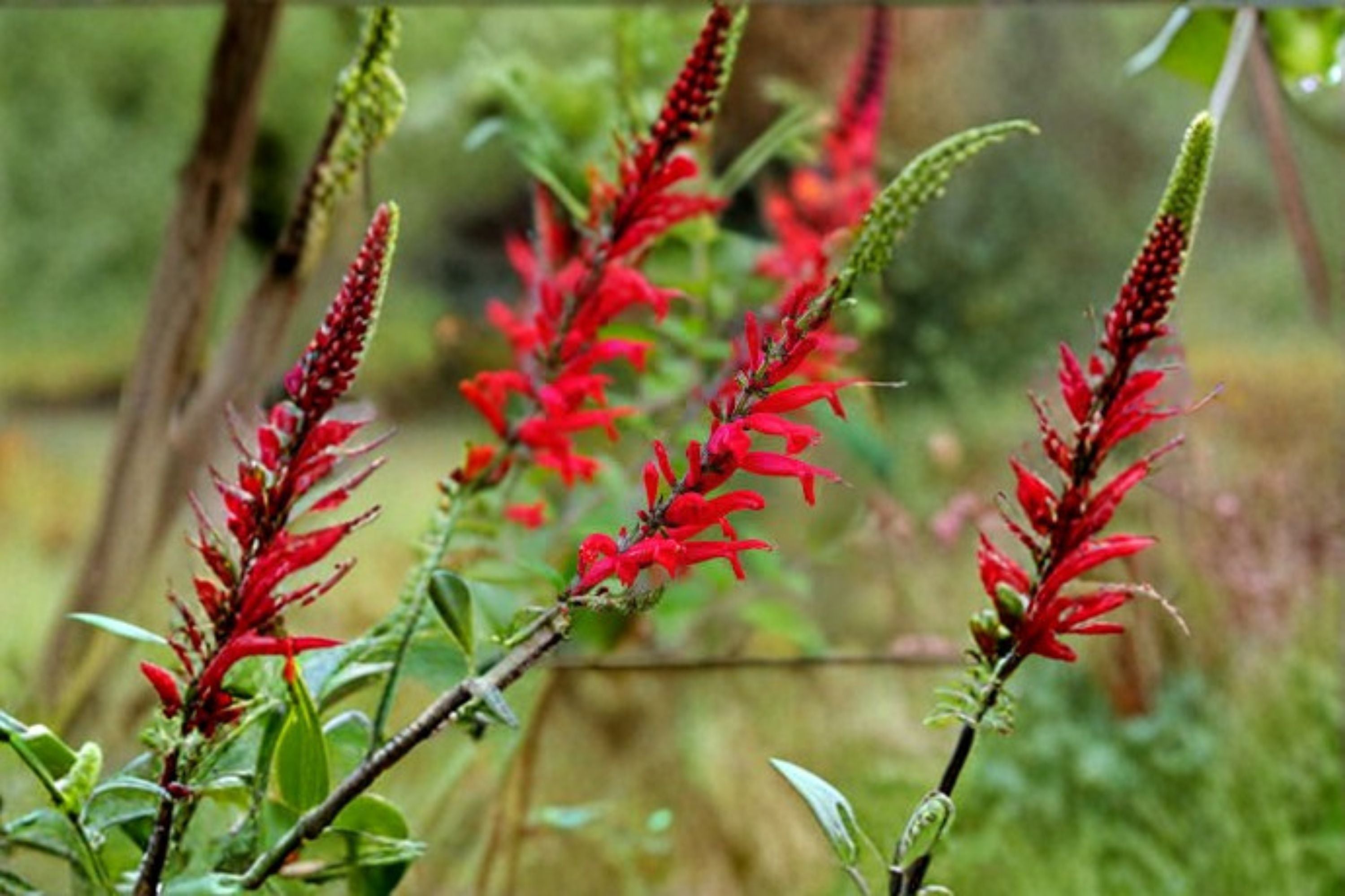 Scarlet Sage Seeds Salvia Coccinea Red Wildflower Annual Perennial Garden Plant Border Flower Pollinator Friendly 50 Seeds
