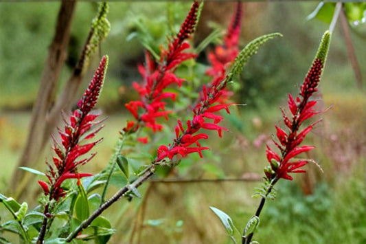 Scarlet Sage Seeds Salvia Coccinea Red Wildflower Annual Perennial Garden Plant Border Flower Pollinator Friendly 50 Seeds