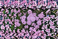 Trailing Purple Lantana 1 Plant – Lantana montevidensis