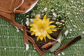 Epiphyllum Morning Sunshine 1 Cutting – Epiphyllum spp.