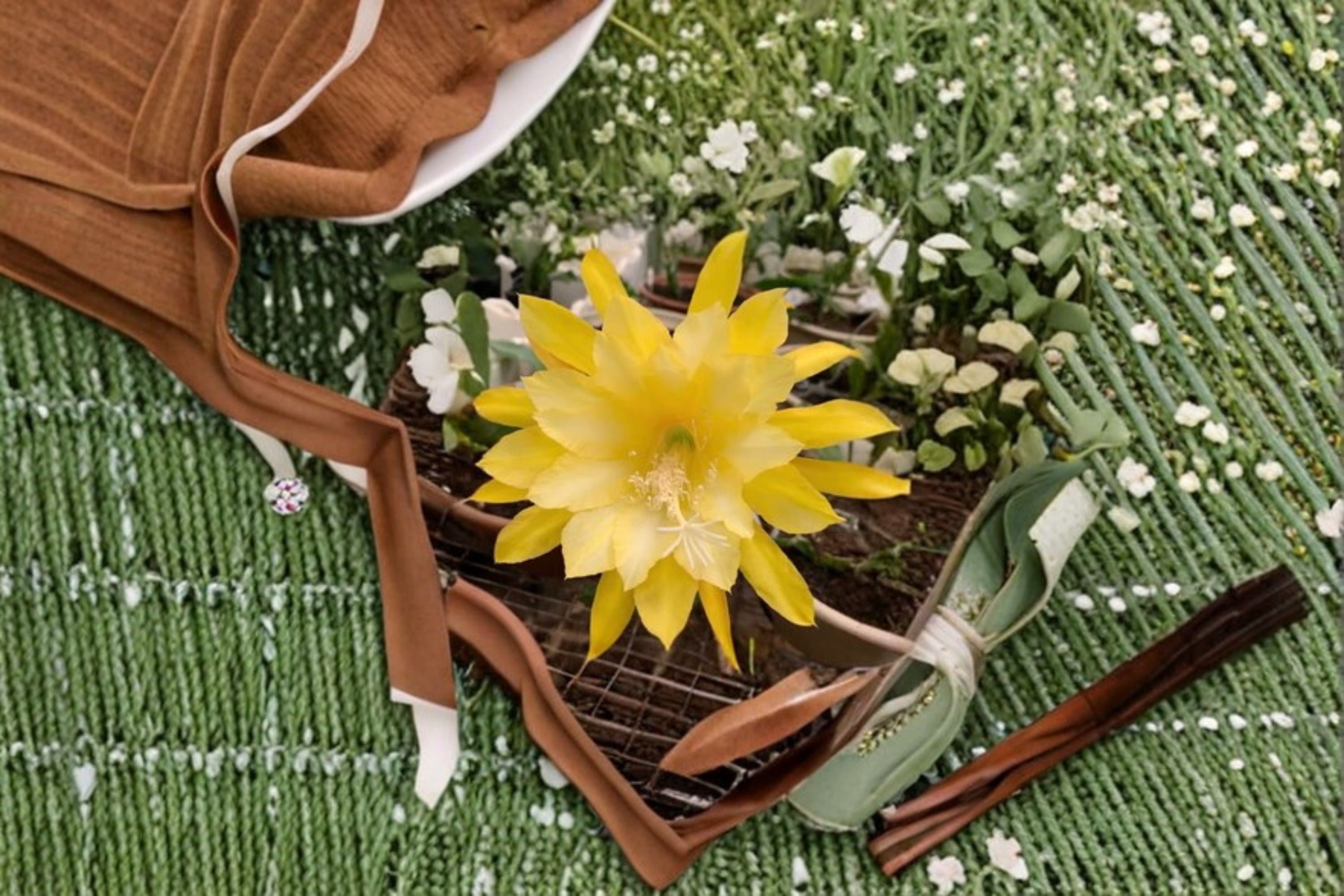 Epiphyllum Morning Sunshine 1 Cutting – Epiphyllum spp.