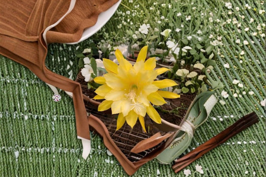 Epiphyllum Morning Sunshine 1 Cutting – Epiphyllum spp.