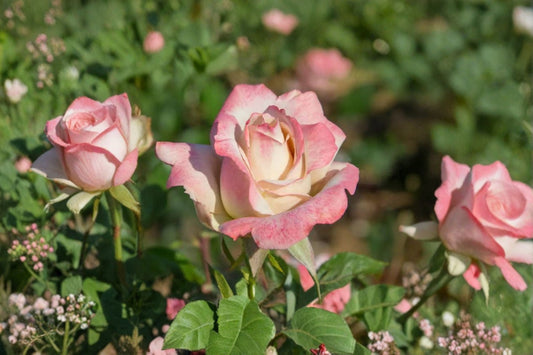 Pinkerbelle Hybrid Tea Rose – 4 Live Cuttings – 5–7" – Rosa 'Pinkerbelle'