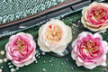 Shiratama Rose Own Root Live Plant – White Japanese Garden Rose