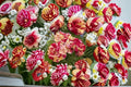 All American Magic Rose Live Plant – 1.5 Gal Grandiflora Rose