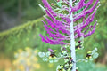 Santa Barbara Mexican Sage 1 Plant – Salvia leucantha ‘Santa Barbara’