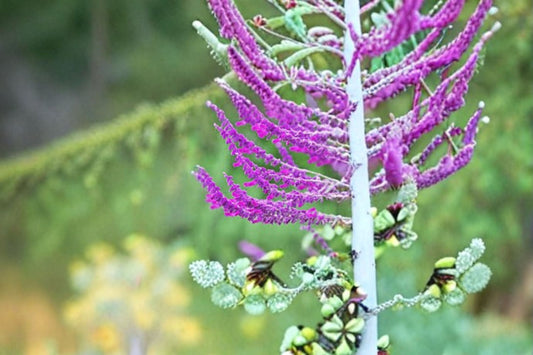 Santa Barbara Mexican Sage 1 Plant – Salvia leucantha ‘Santa Barbara’