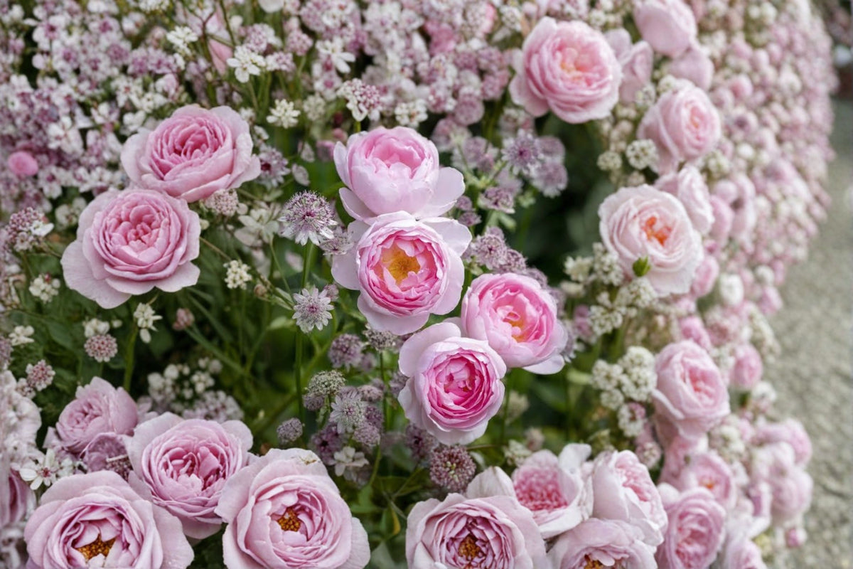 Ausland Rose Cuttings | 3 Fresh Unrooted Rose Cuttings | 6 Inch Live Rose Plant Cuttings | Rose Bush Propagation | Flowering Rose