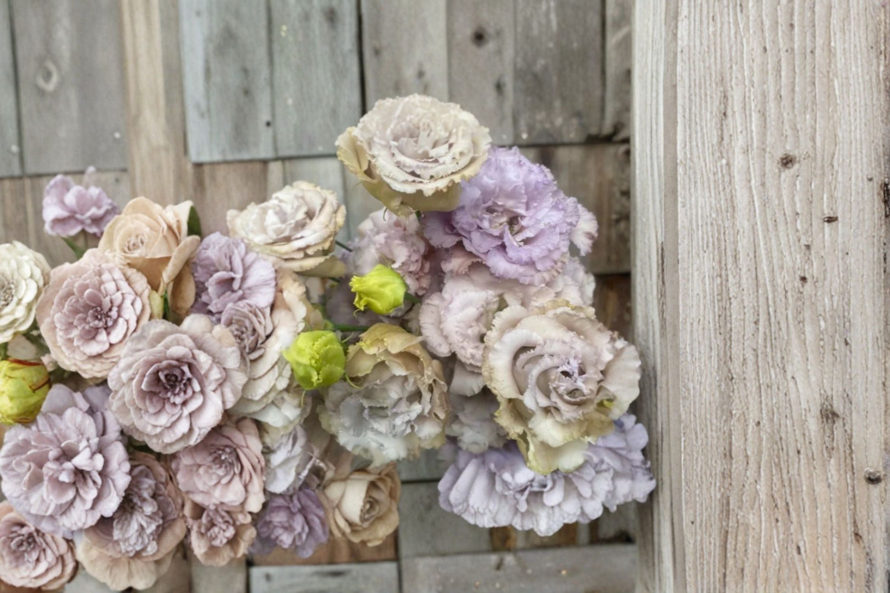Lisianthus Chateau Blue 1 Plant – Eustoma grandiflorum