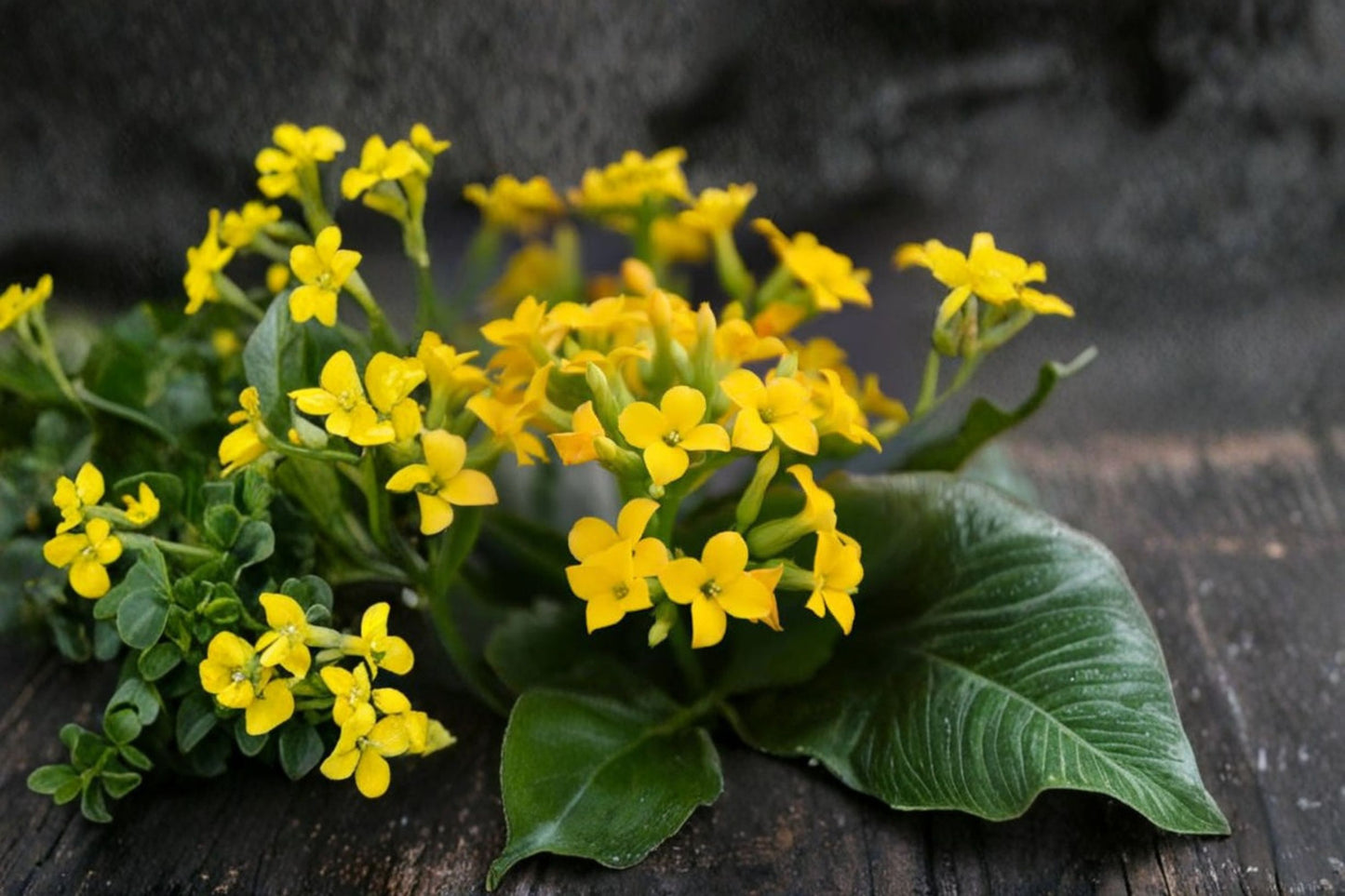 Yellow Kalanchoe Live Starter Plant – Flowering Succulent – Kalanchoe blossfeldiana