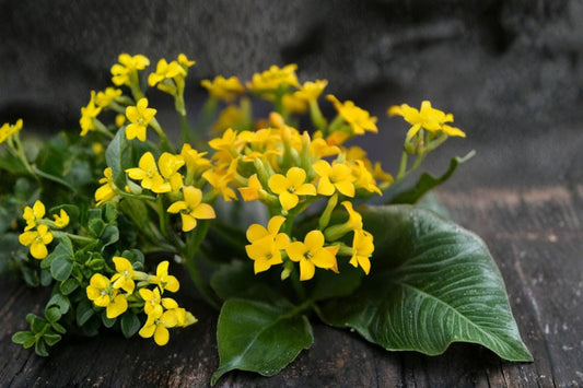Yellow Kalanchoe Live Starter Plant – Flowering Succulent – Kalanchoe blossfeldiana
