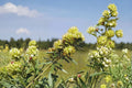 Roundhead Bush Clover Seeds Lespedeza Capitata Native Perennial Wildflower Garden Pollinator Meadow Plant 30 Seeds