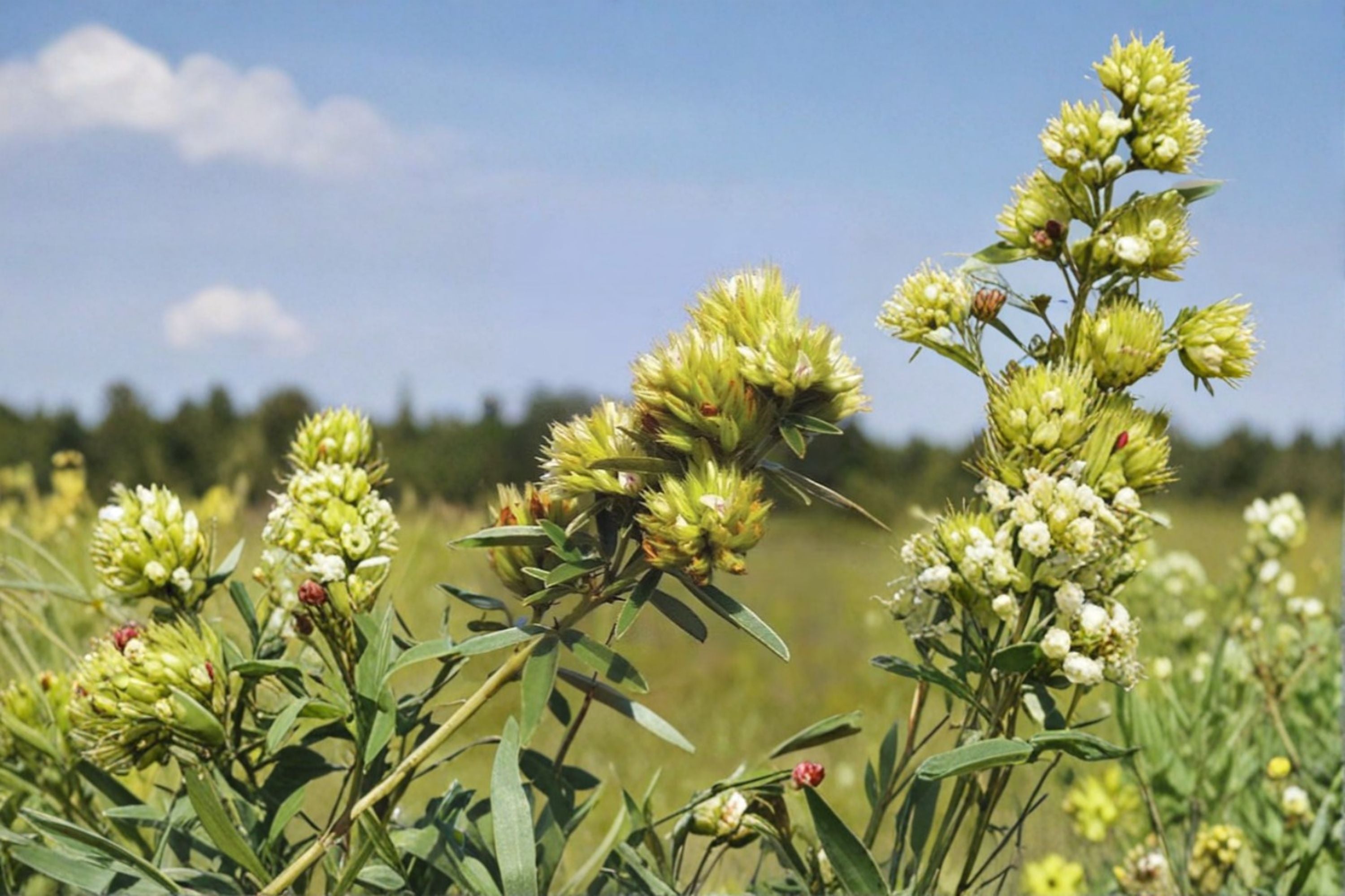 Roundhead Bush Clover Seeds Lespedeza Capitata Native Perennial Wildflower Garden Pollinator Meadow Plant 30 Seeds