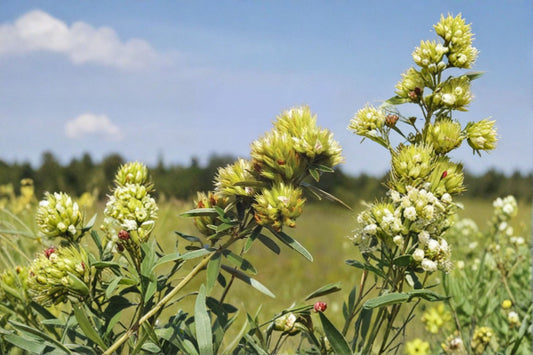 Roundhead Bush Clover Seeds Lespedeza Capitata Native Perennial Wildflower Garden Pollinator Meadow Plant 30 Seeds