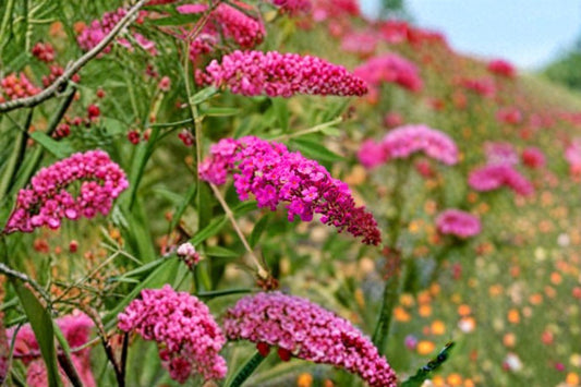 Dark Pink Butterfly Bush Live Plant | Buddleia Butterfly Bush | Pink Flowering Perennial Shrub | Pollinator Garden Plant | 4-8 Inch Starter