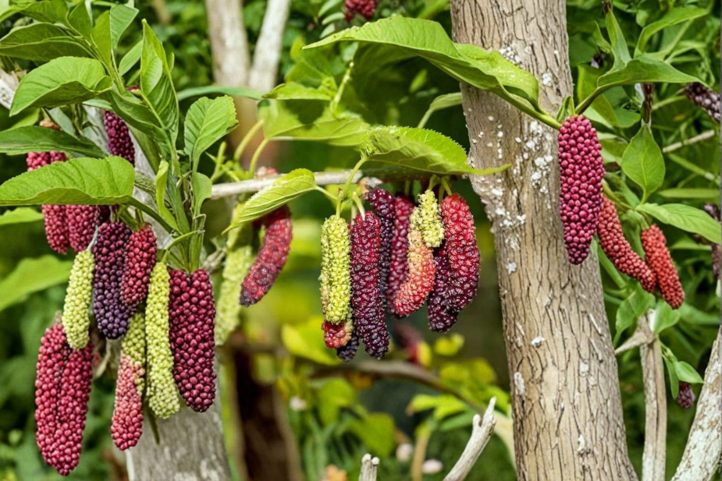 Pakistan Mulberry Tree Live Plant – 6–8" Tall – Morus macroura